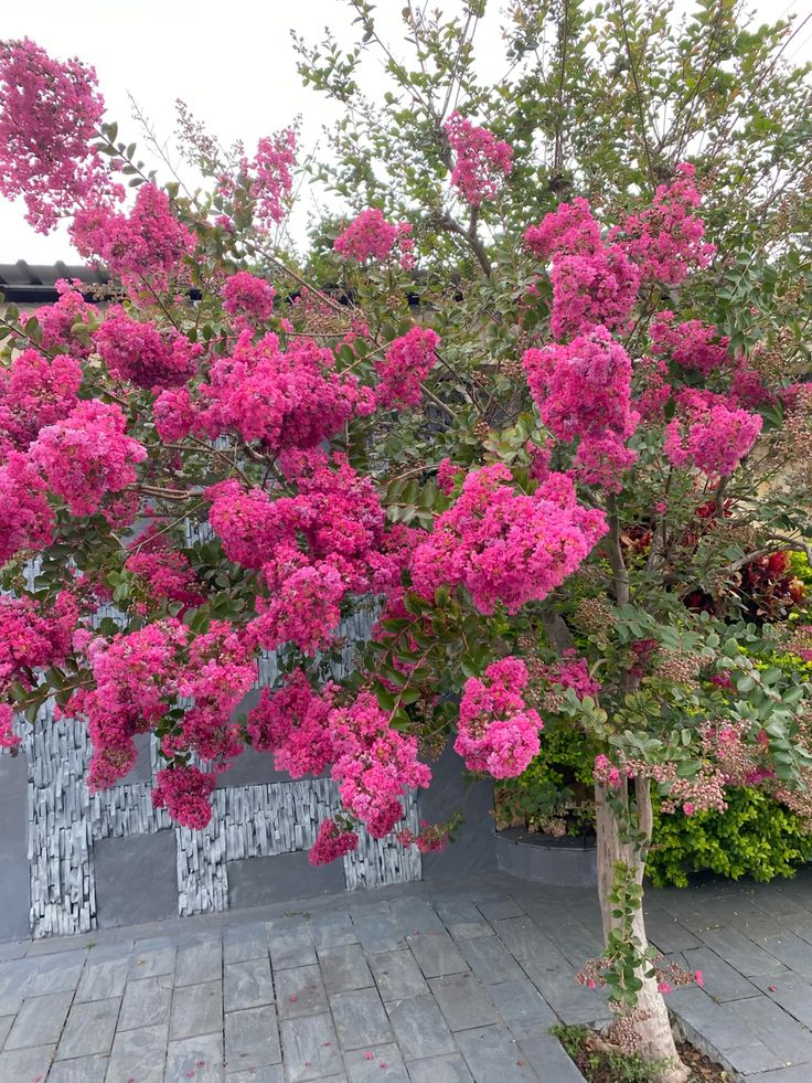 plantas para calçadas com fiação elétrica