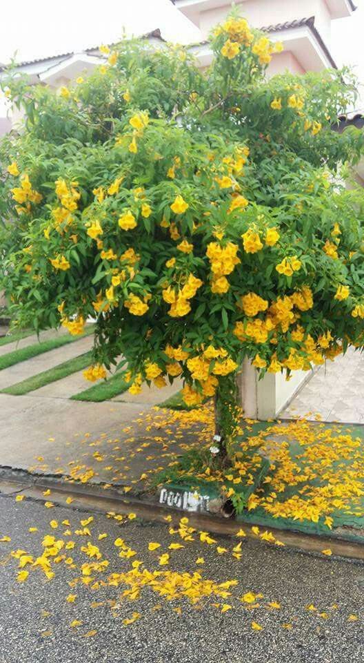 árvores de pequeno porte para calçadas