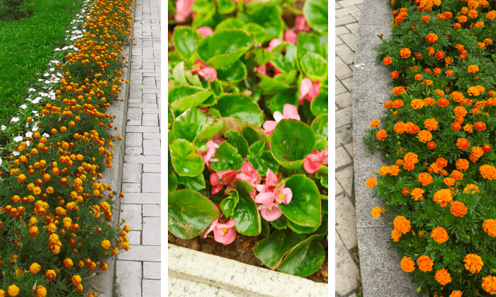 plantas de baixa manutenção para calçada