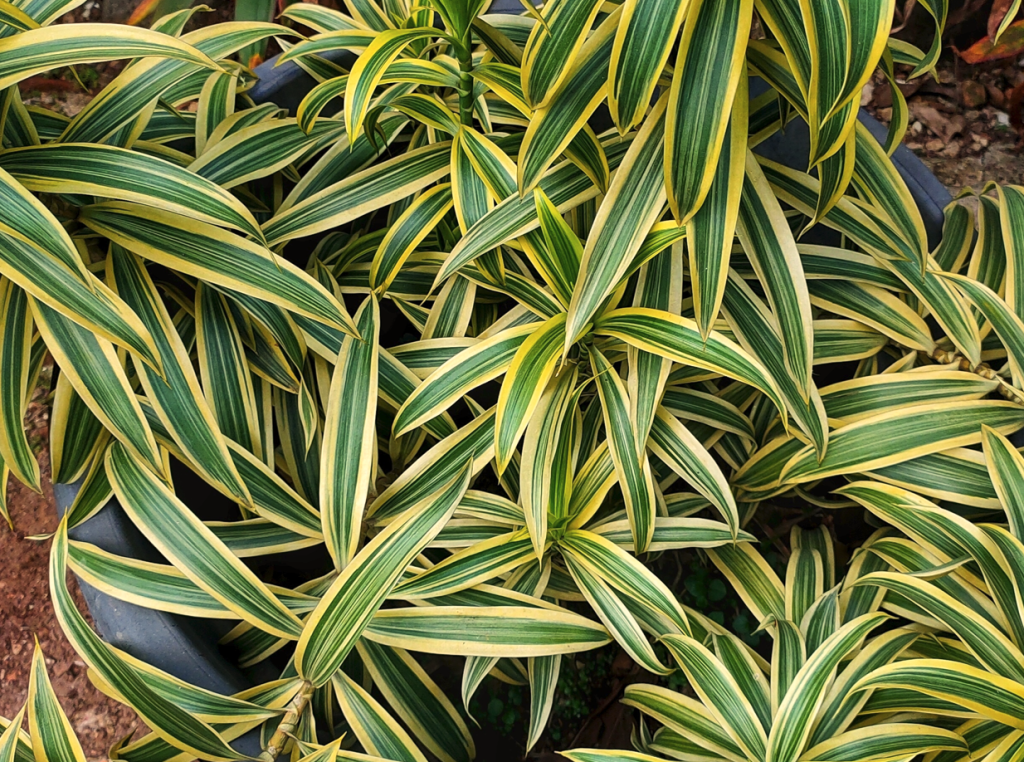 plantas trepadeiras para muro externo