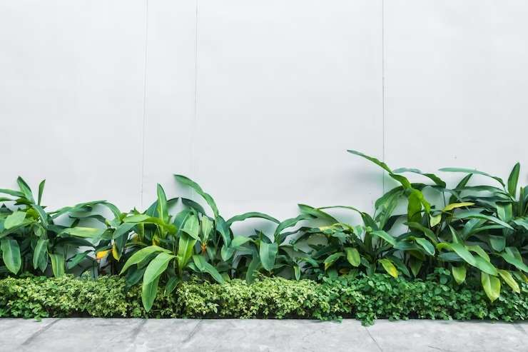 plantas para canteiro estreito muro