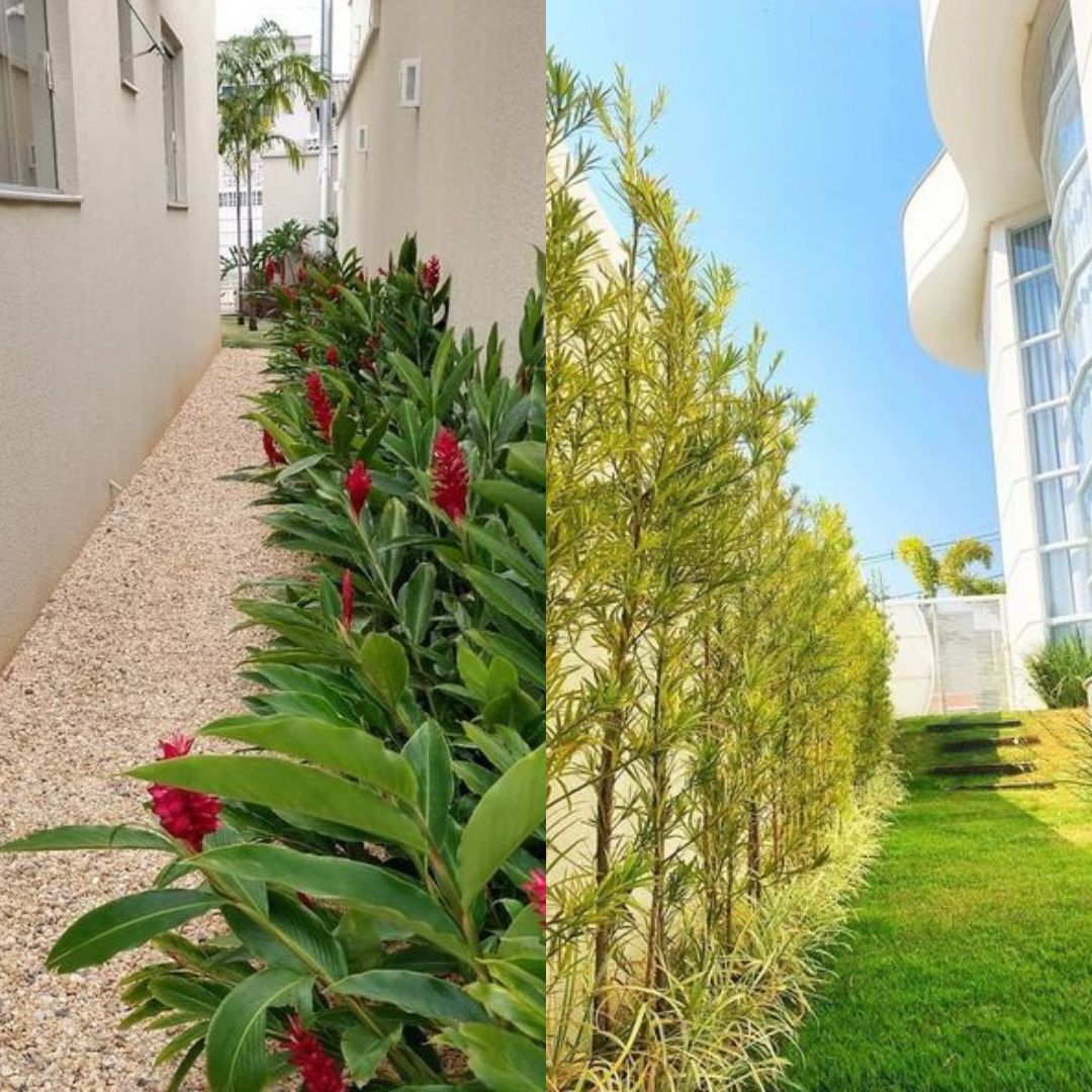 plantas com folhagem para canteiro de muro