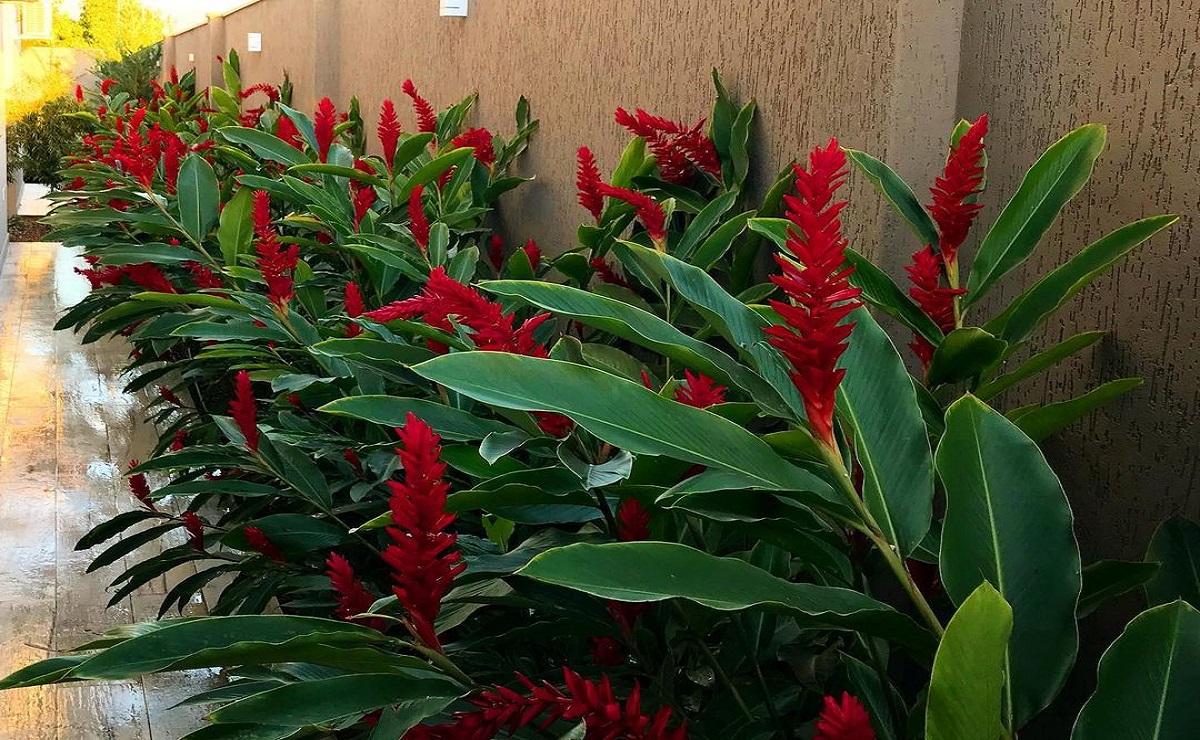 plantas de baixa manutenção para muro