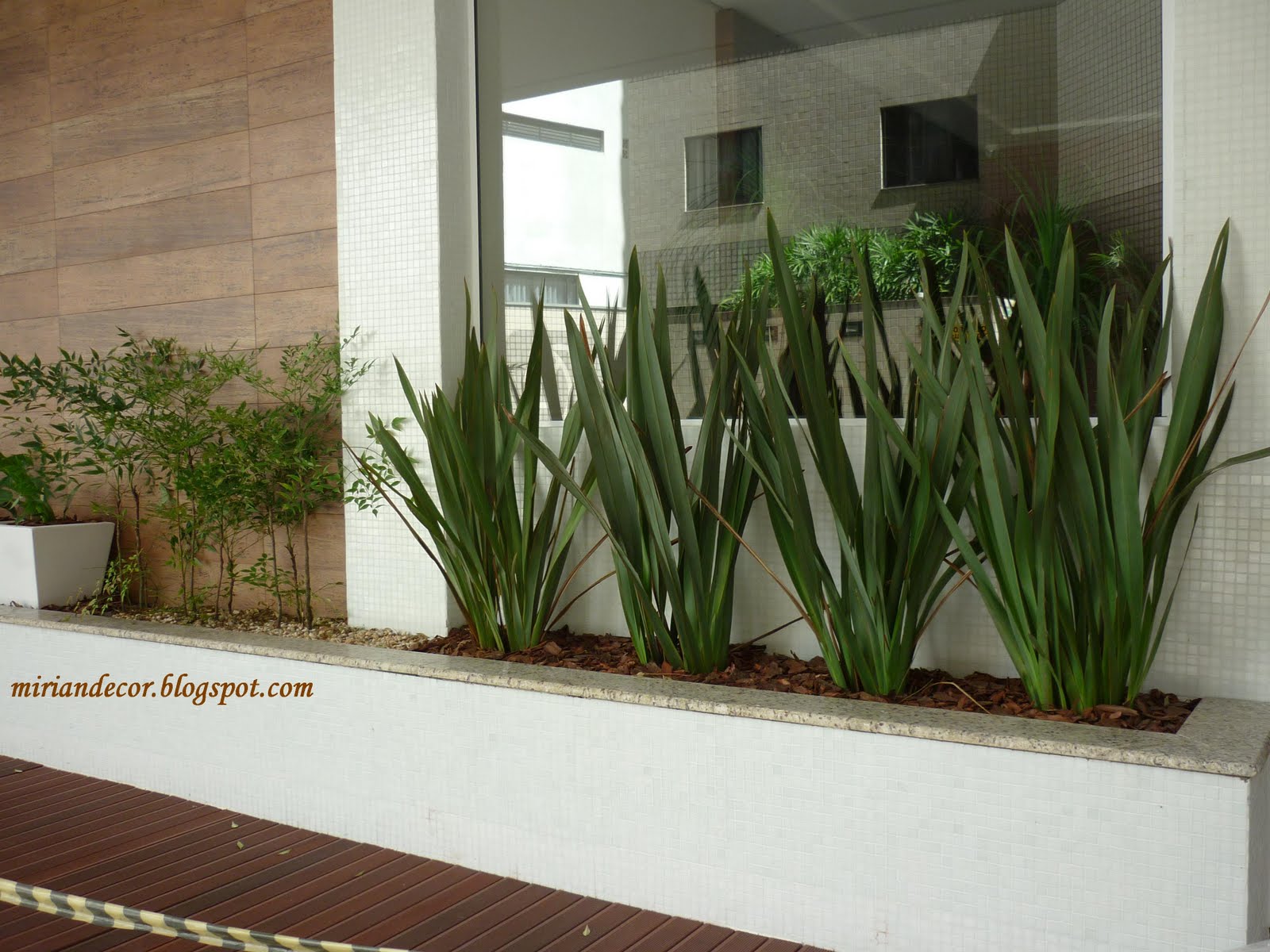 plantas de baixa manutenção para muro