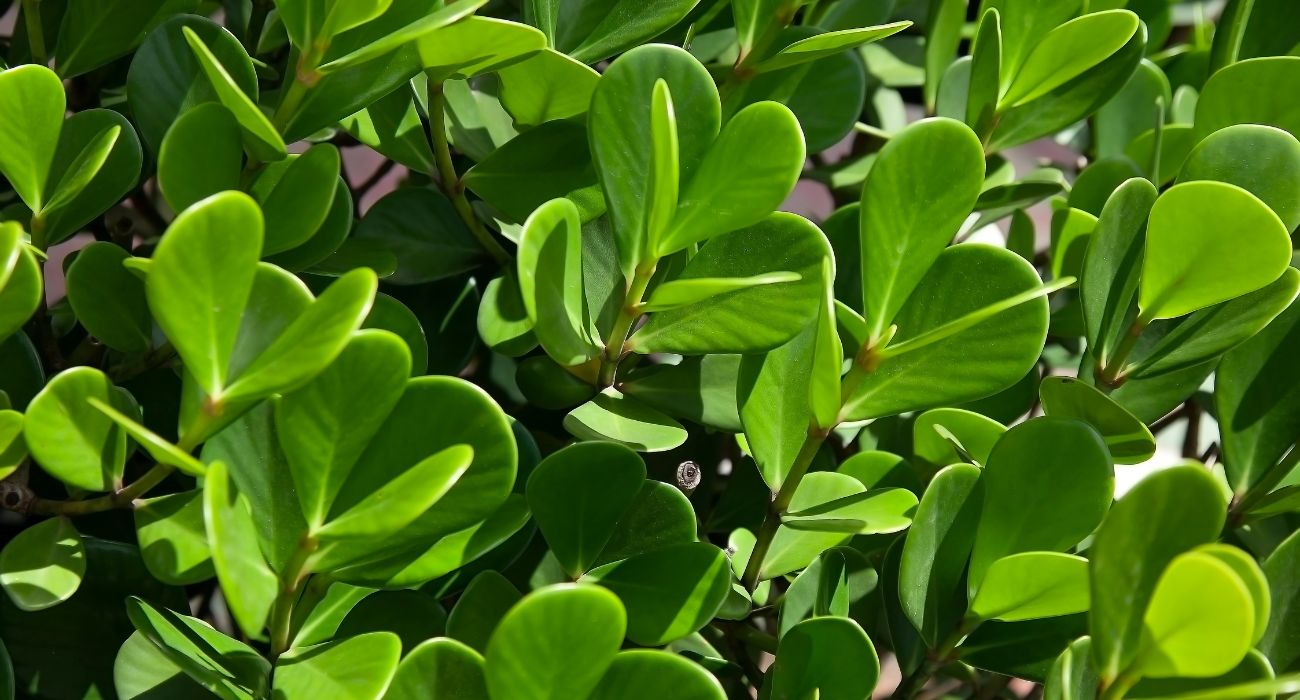 plantas para cerca viva