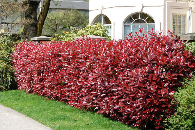melhores plantas para cerca viva de jardim