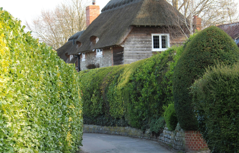 plantas para cerca viva