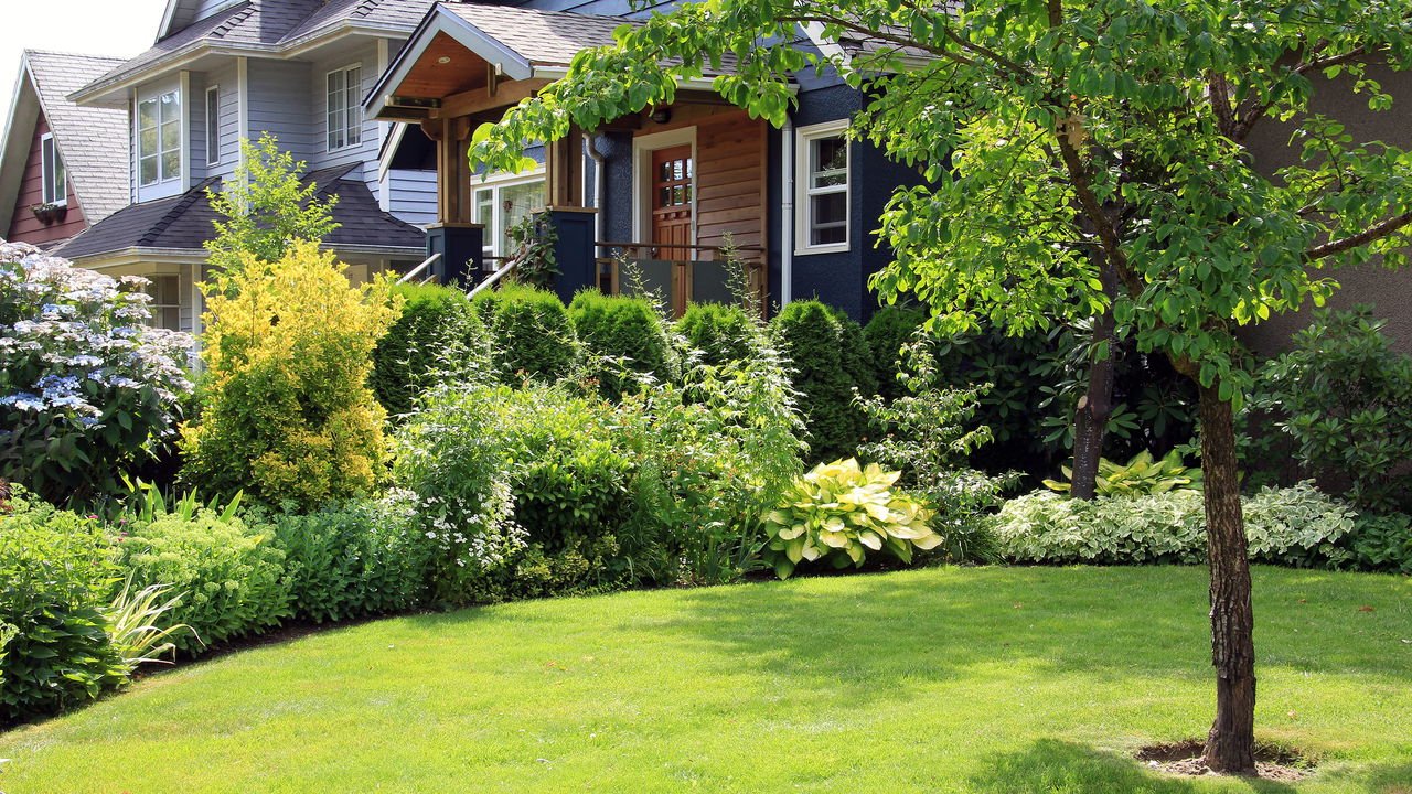 plantas para cerca viva