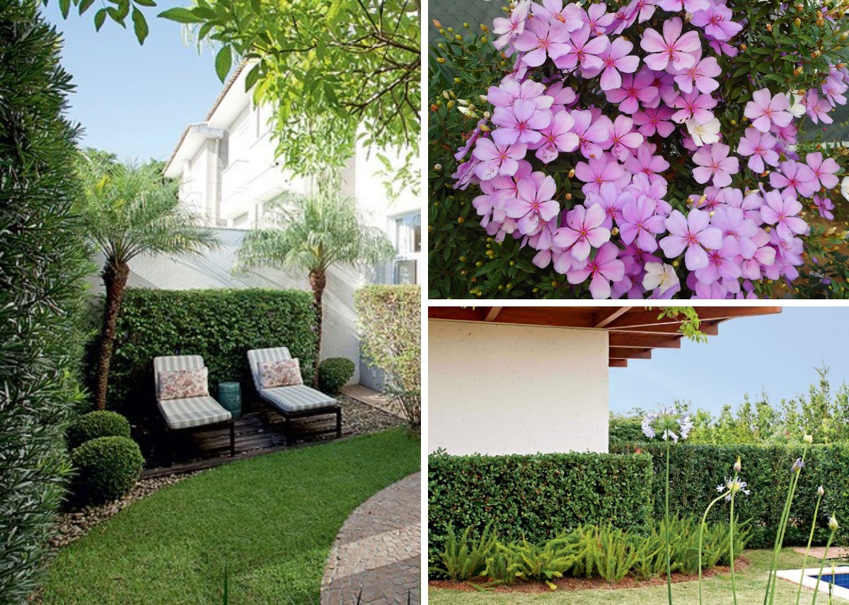 erros comuns ao plantar cerca viva