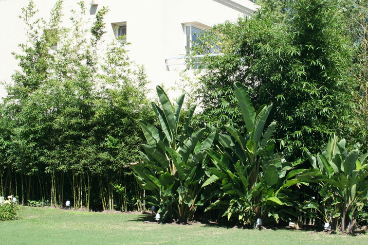 melhores plantas para cerca viva de jardim
