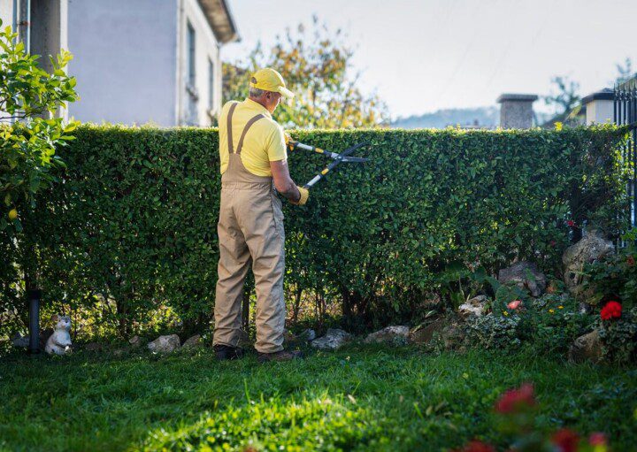 erros comuns ao plantar cerca viva