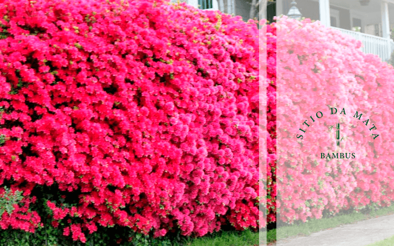 plantas para cerca viva com flores coloridas