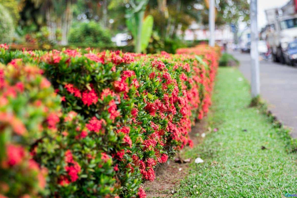 cerca viva com flores que não precisam de muita água