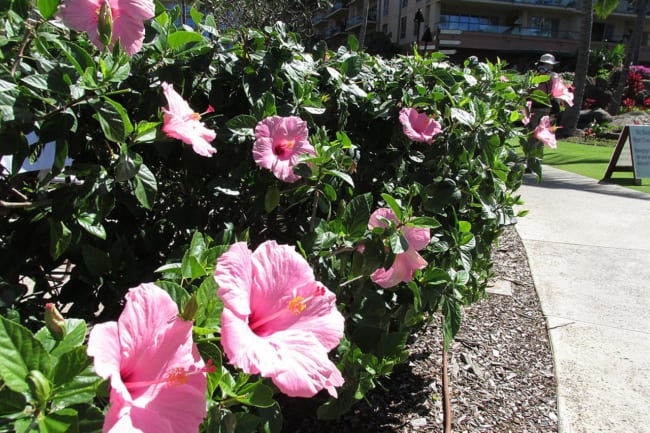 plantas de cerca viva que florescem o ano todo