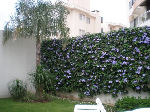 plantas para cerca viva com flores coloridas