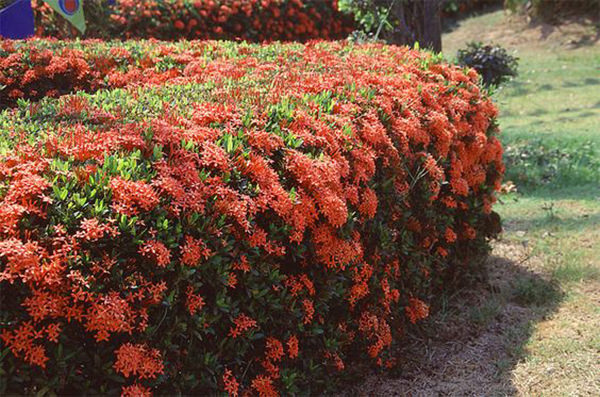 cerca viva com flores que não precisam de muita água