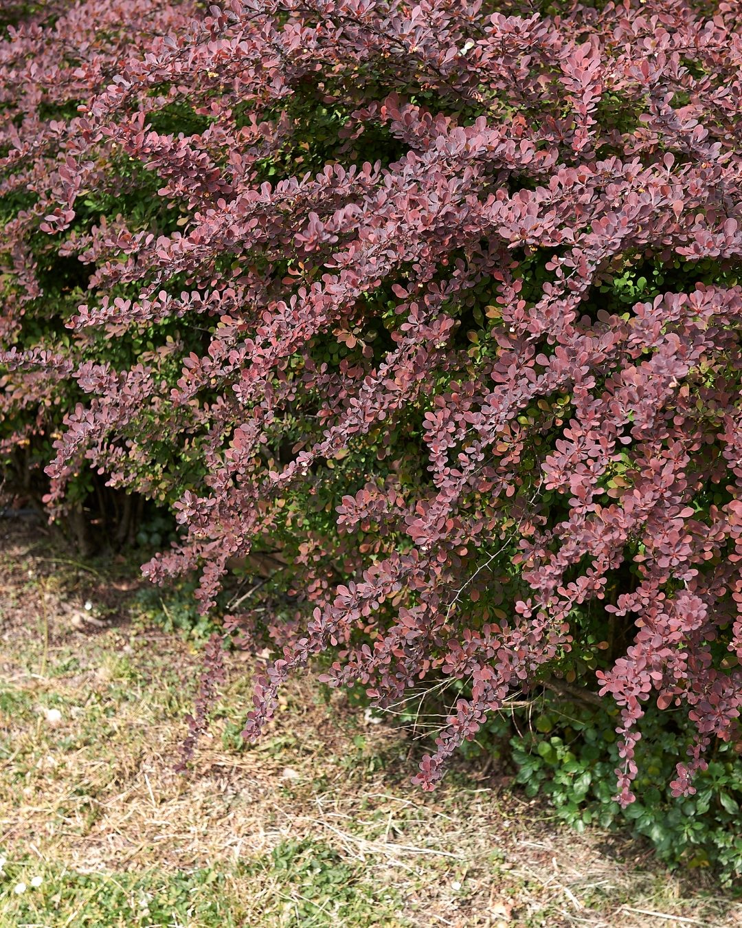 melhores plantas para cerca viva florida