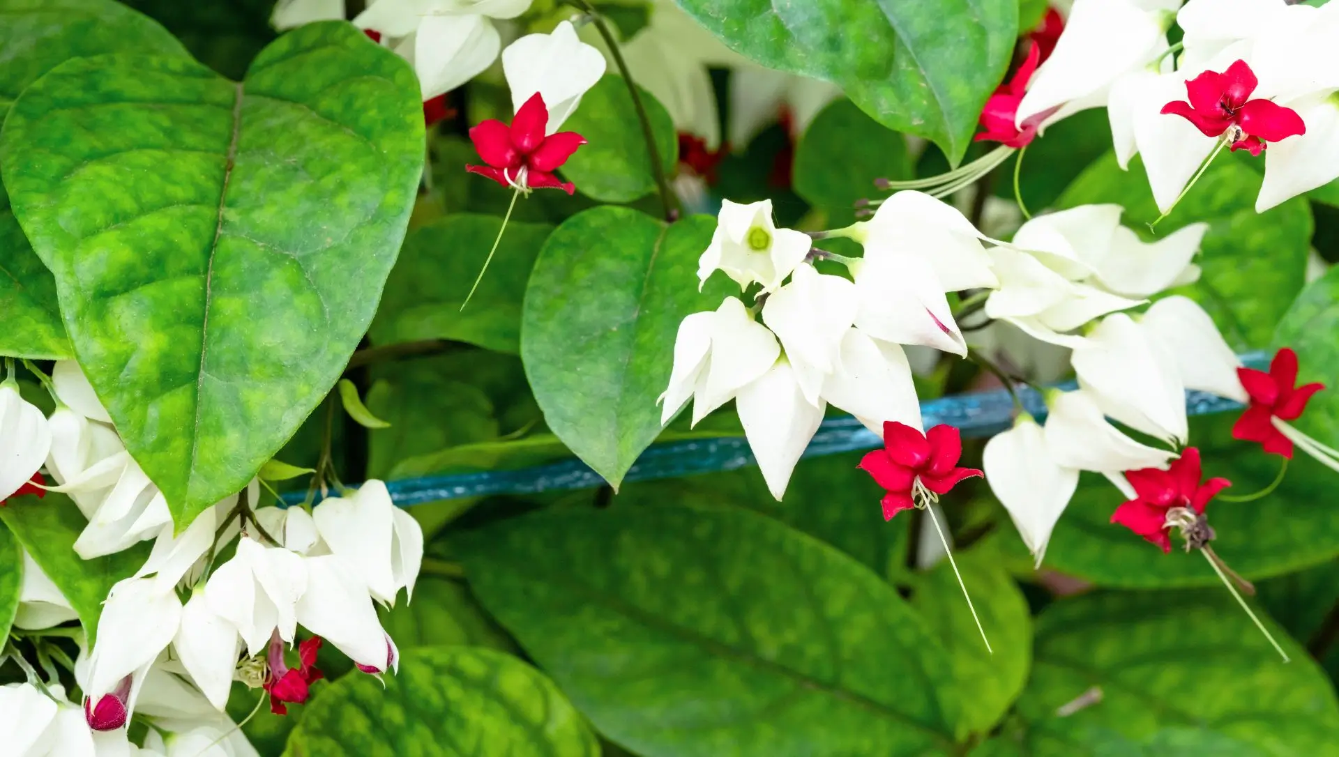 plantas de cerca viva que florescem o ano todo