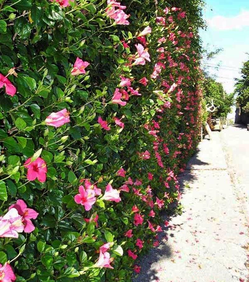 melhores plantas para cerca viva florida