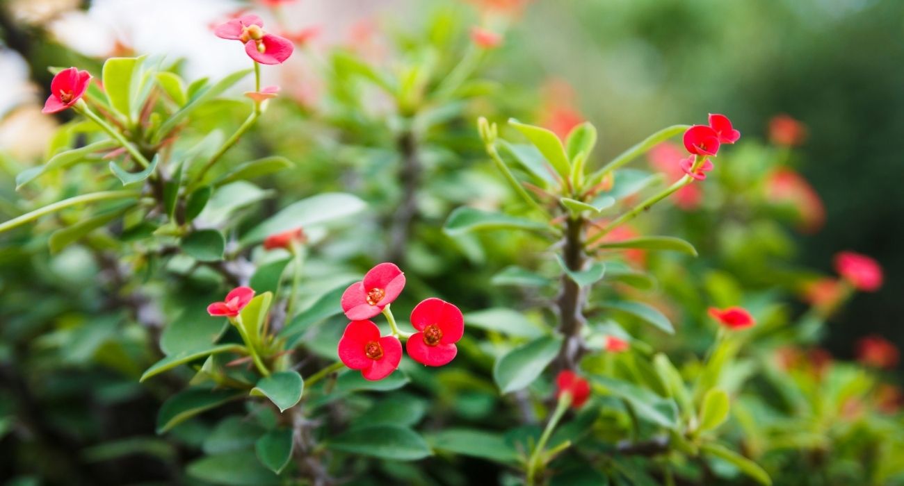 cerca viva com flores perfumadas