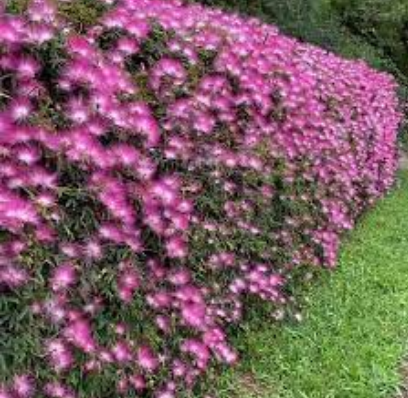 plantas nativas para cerca viva florida