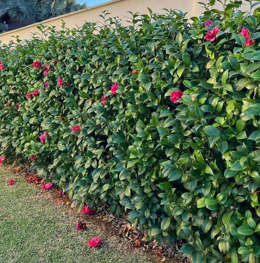 plantas para cerca viva com flores coloridas
