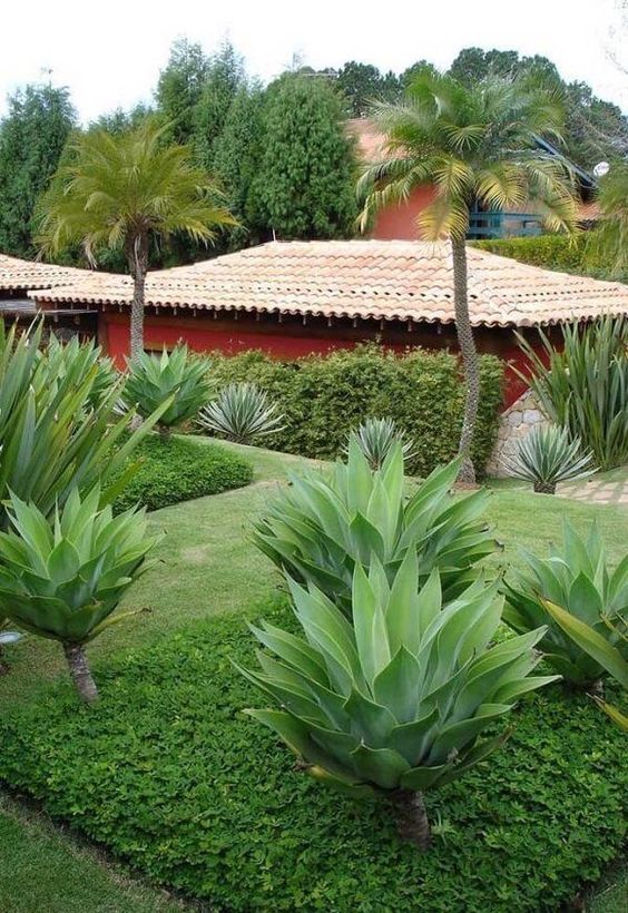 plantas que florescem na frente da casa