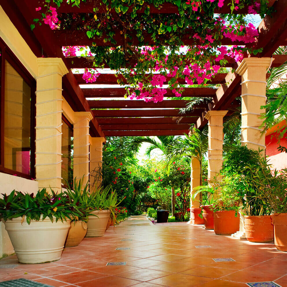 plantas que purificam o ar na entrada da casa