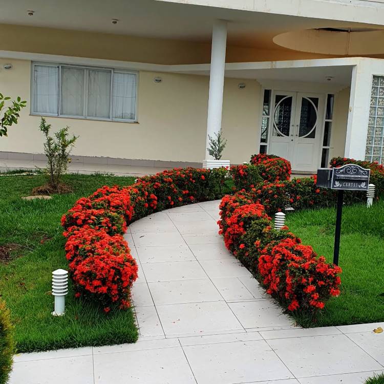 plantas com folhagem colorida para fachada