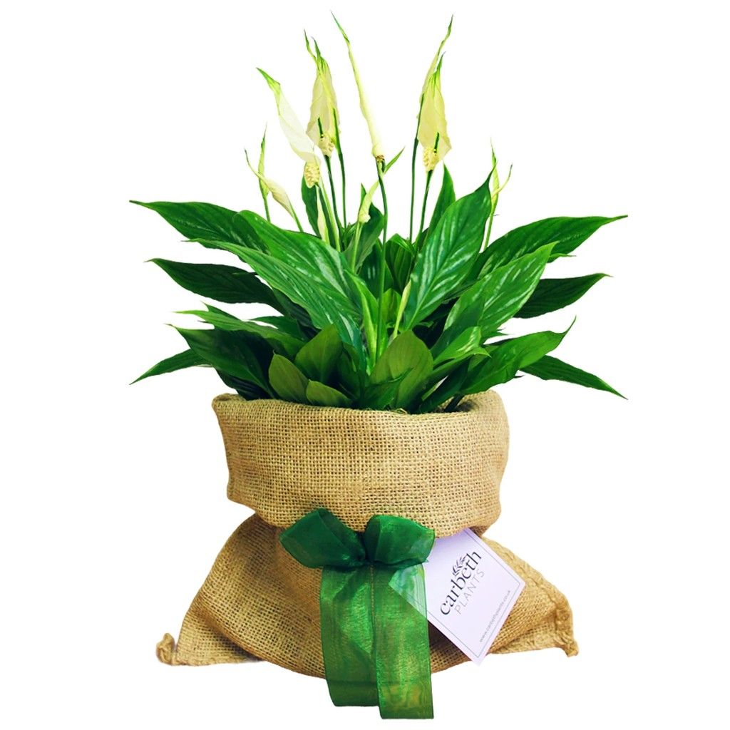 plantas com significado para presentear