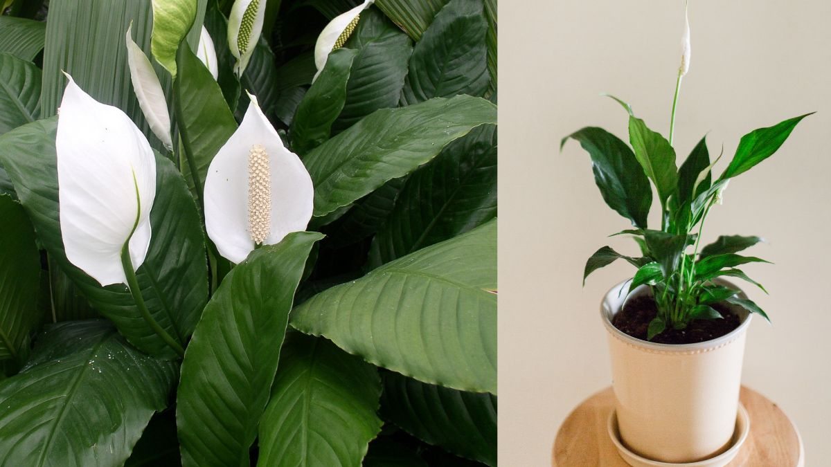 plantas de presente até 50 reais