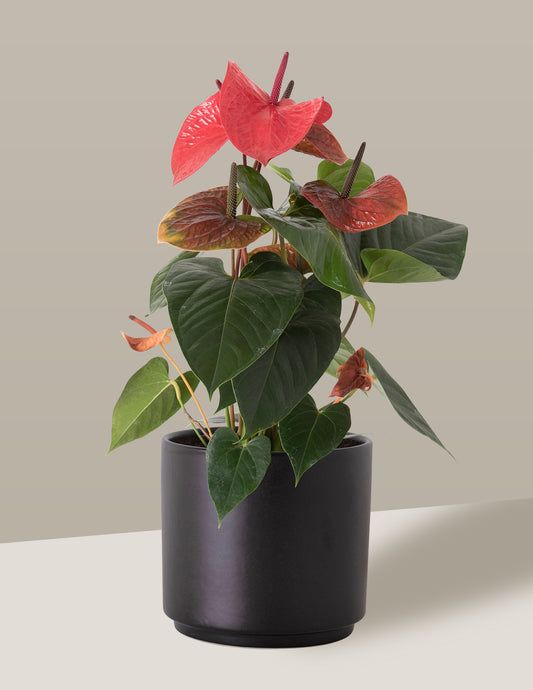 plantas de presente para quem não tem experiência