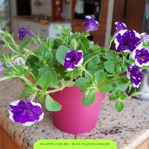 plantas com significado para presentear