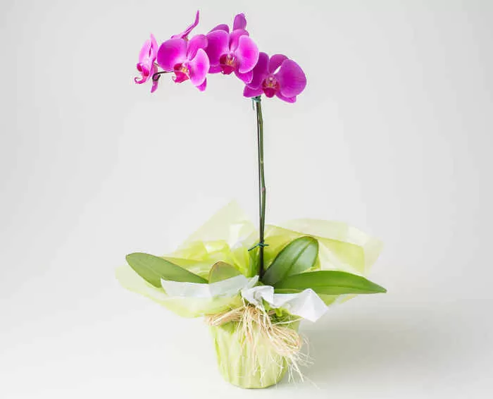 orquídea vs lírio da paz para presente