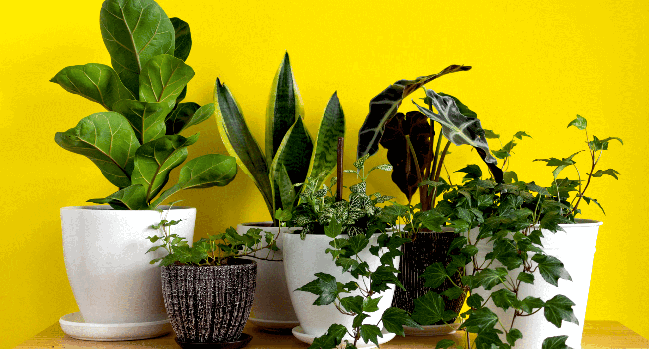 plantas para dentro de casa sem sol