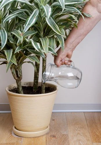 plantas para dentro de casa sem sol e fáceis de cuidar