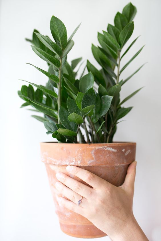plantas para dentro de casa sem sol