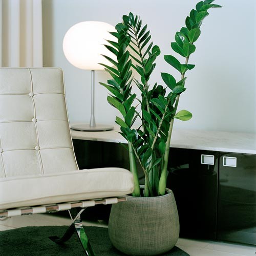 plantas para dentro de casa sem sol e fáceis de cuidar