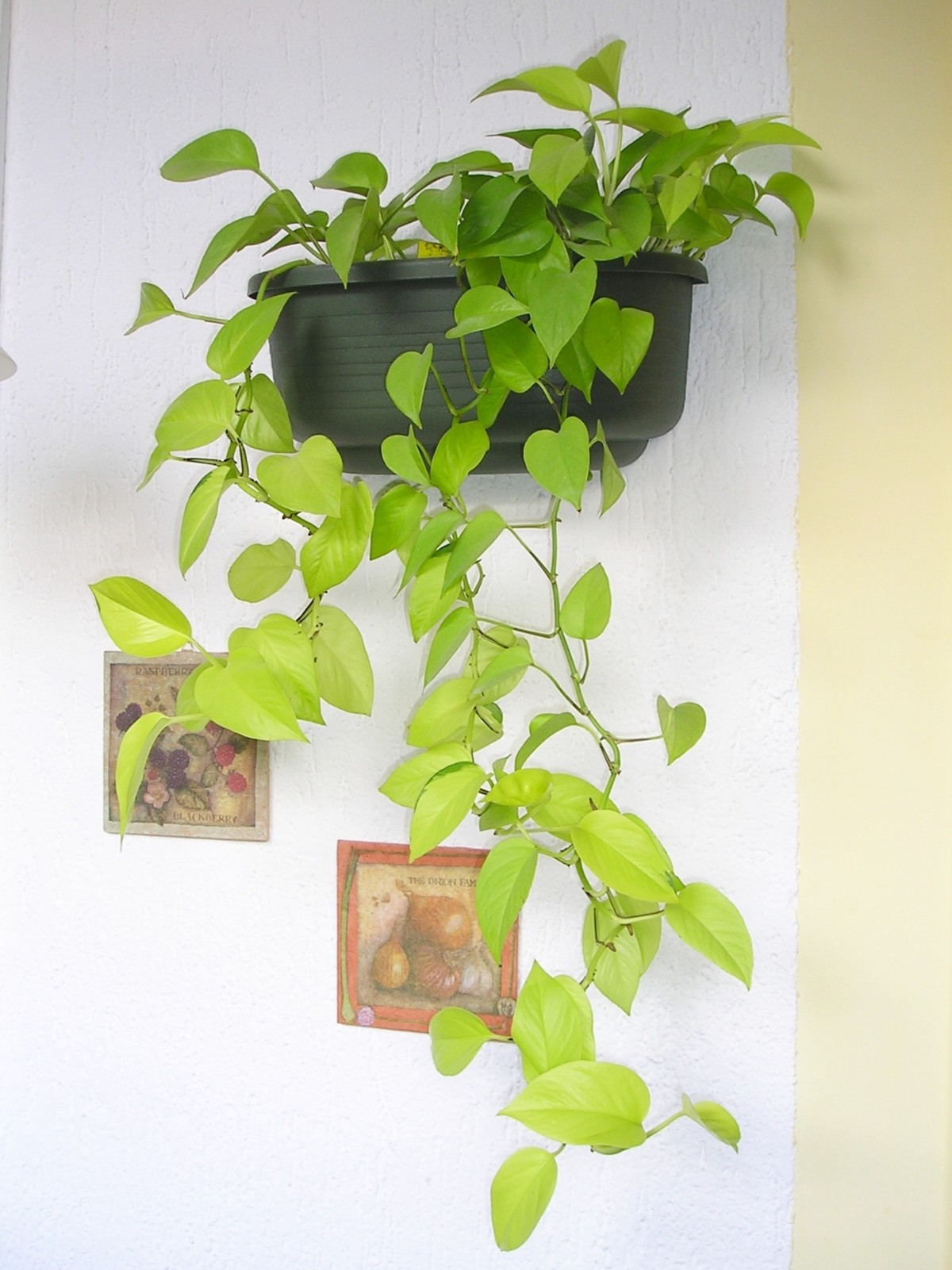 quanto custa manter plantas em ambientes com pouca luz