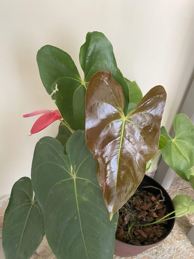 plantas para dentro de casa sem sol