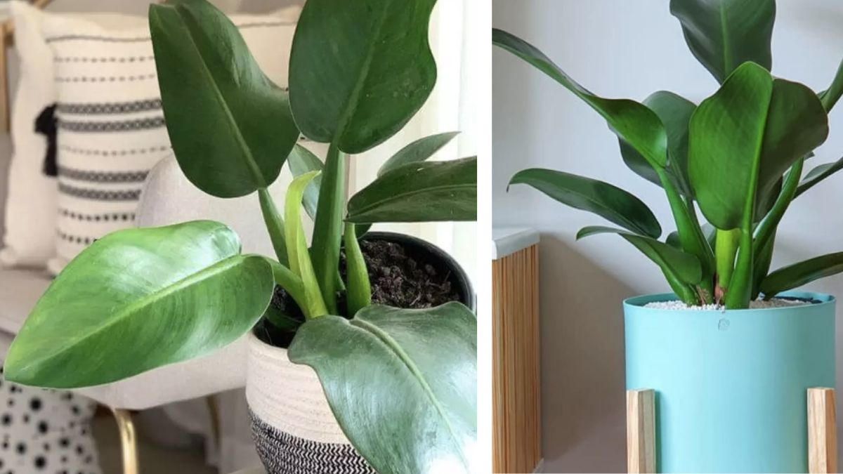 plantas para dentro de casa sem sol e fáceis de cuidar