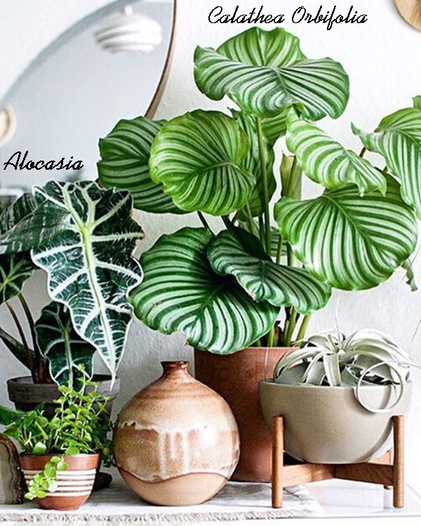 plantas para dentro de casa sem sol