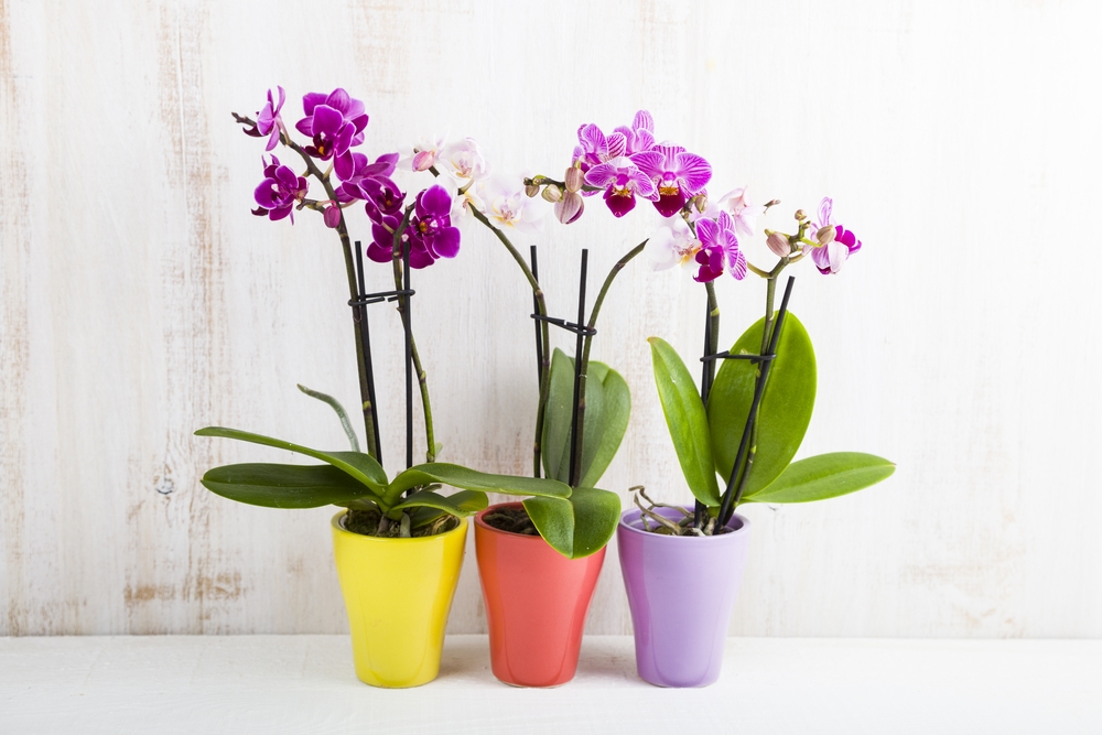 plantas para dentro de casa sem sol e fáceis de cuidar