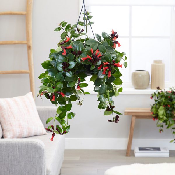 plantas para dentro de casas com flores