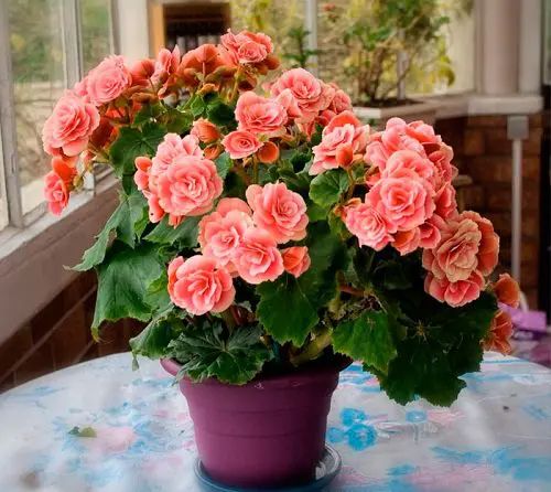 quanto custa ter plantas com flores dentro de casa
