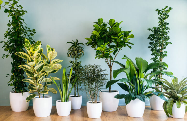 plantas com flores pequenas para prateleiras