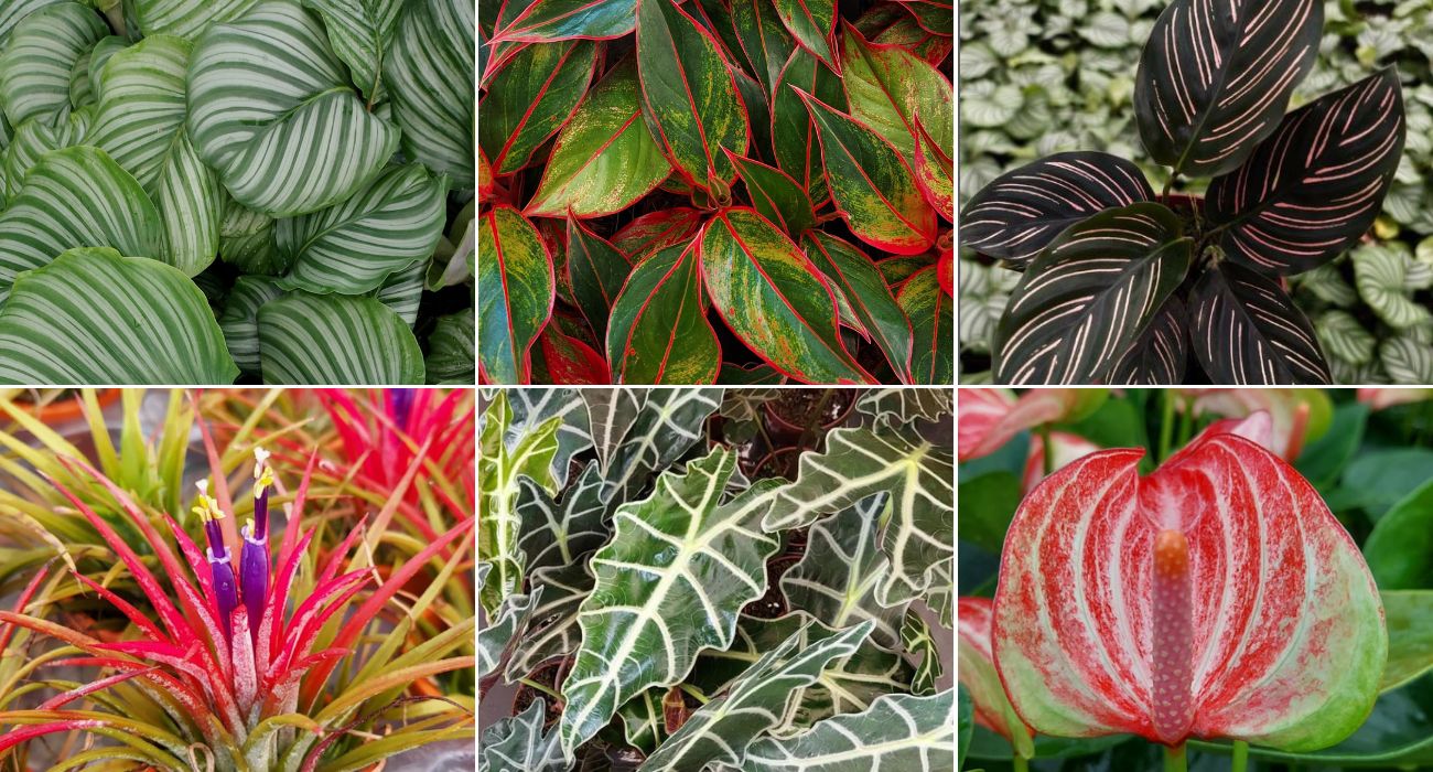 plantas com flores que nao precisam de sol