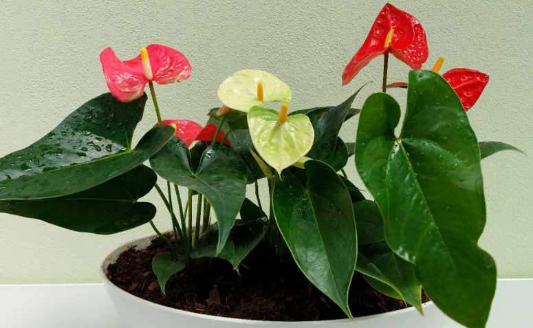 erros comuns ao cuidar de plantas com flores em casa