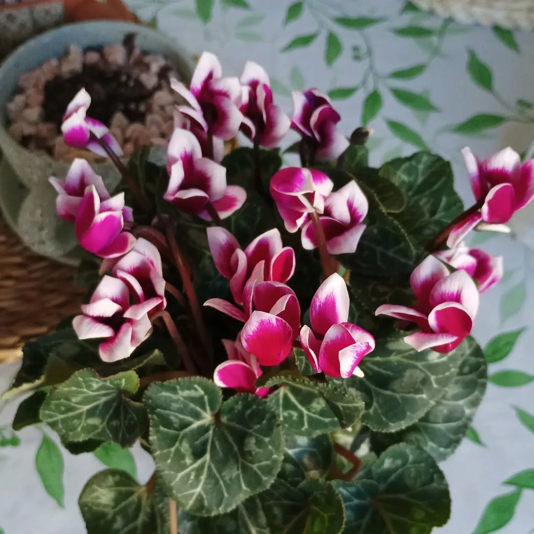 plantas com flores pequenas para prateleiras