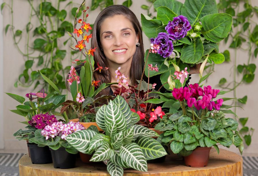 plantas para dentro de casas com flores